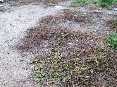Vogelknöterich (Polygonum aviculare) in Hockenheim-Talhaus