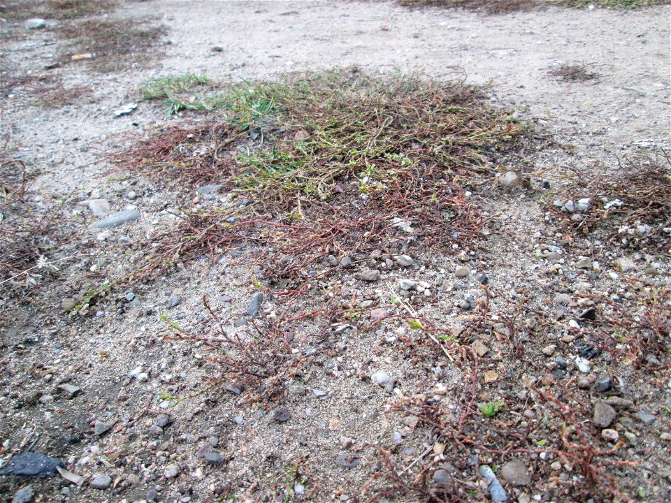 Vogelknöterich (Polygonum aviculare) in Hockenheim-Talhaus