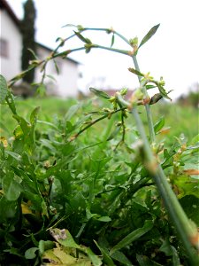 Vogelknöterich (Polygonum aviculare) auf einem Wiesenstreifen in Hockenheim