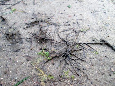 Mumienbotanik: Vogelknöterich (Polygonum aviculare) an der Berlinallee in Hockenheim