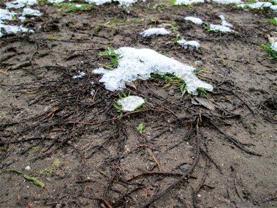 Mumienbotanik: Vogelknöterich (Polygonum aviculare) an der Berlinallee in Hockenheim