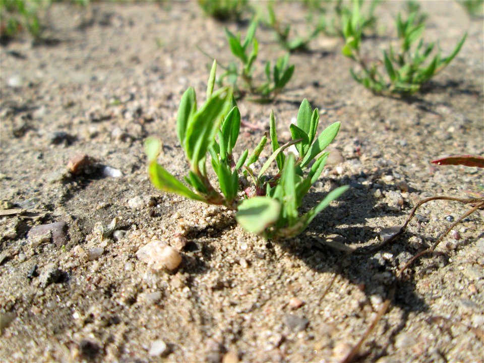 Ester Vogelknöterich (Polygonum aviculare) auf einem Sandplatz in Hockenheim