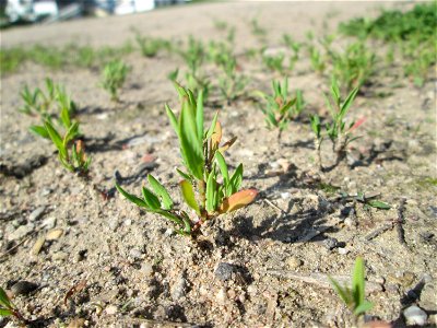 Erster Vogelknöterich (Polygonum aviculare) auf einem Sandplatz in Hockenheim