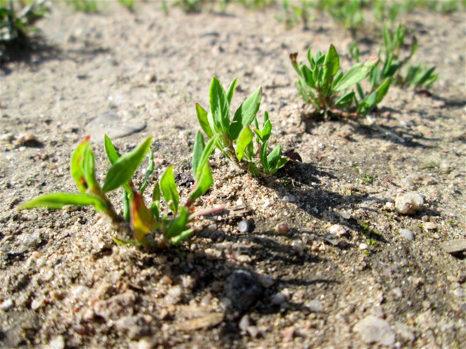 Ester Vogelknöterich (Polygonum aviculare) auf einem Sandplatz in Hockenheim
