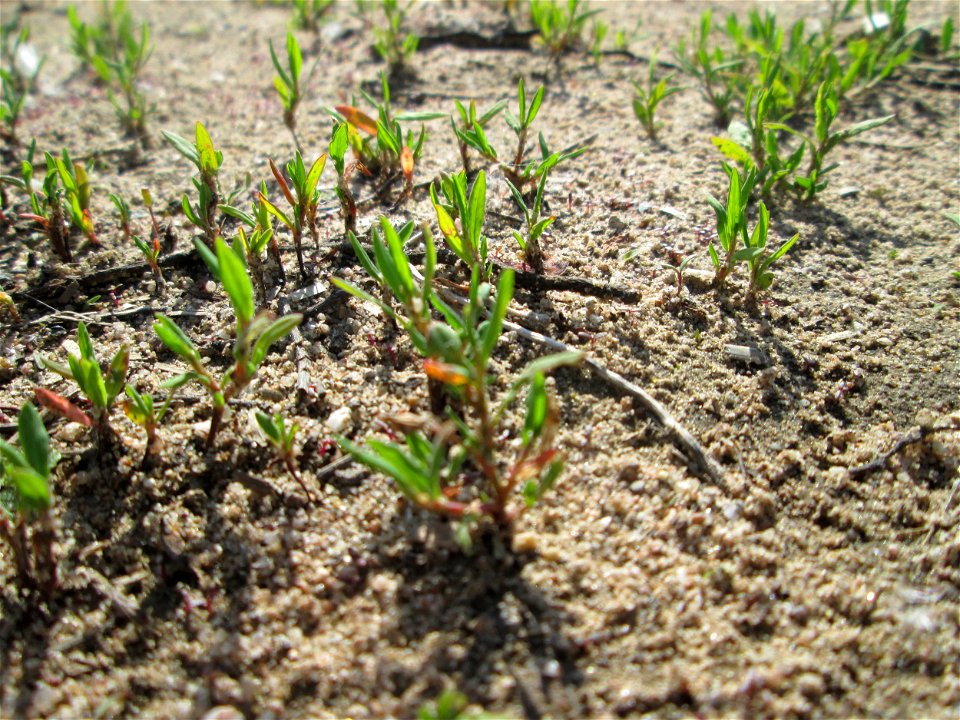 Erster Vogelknöterich (Polygonum aviculare) auf einem Sandplatz in Hockenheim