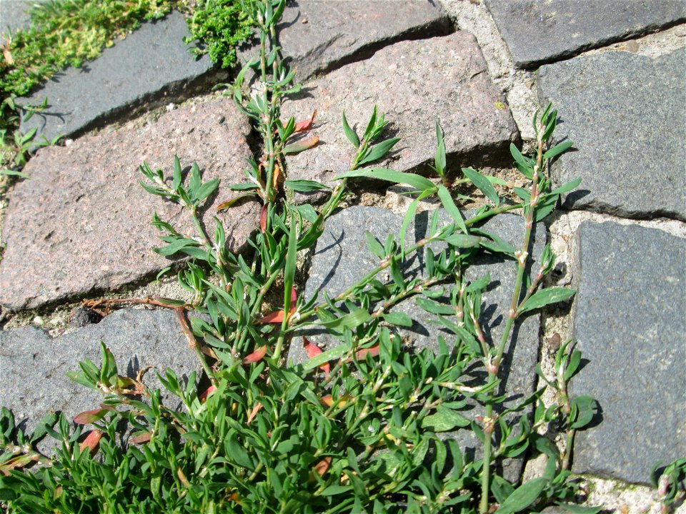 Ritzenbotanik: Vogelknöterich (Polygonum aviculare) auf Kopfsteinpflaster Alt-Saarbrücken
