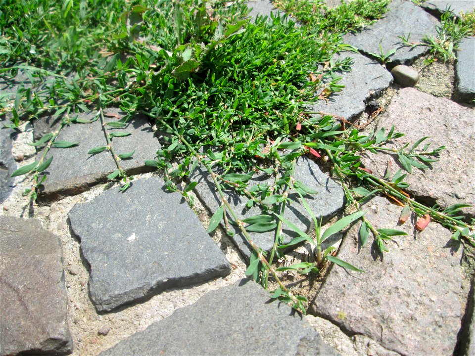 Ritzenbotanik: Vogelknöterich (Polygonum aviculare) auf Kopfsteinpflaster Alt-Saarbrücken