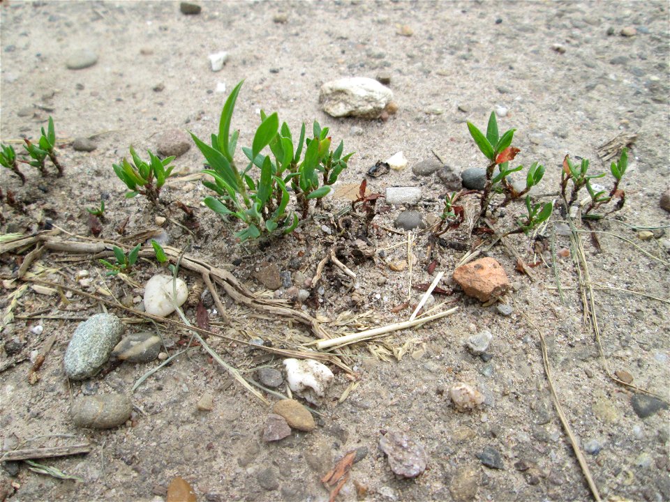 Vogelknöterich (Polygonum aviculare) in Hockenheim