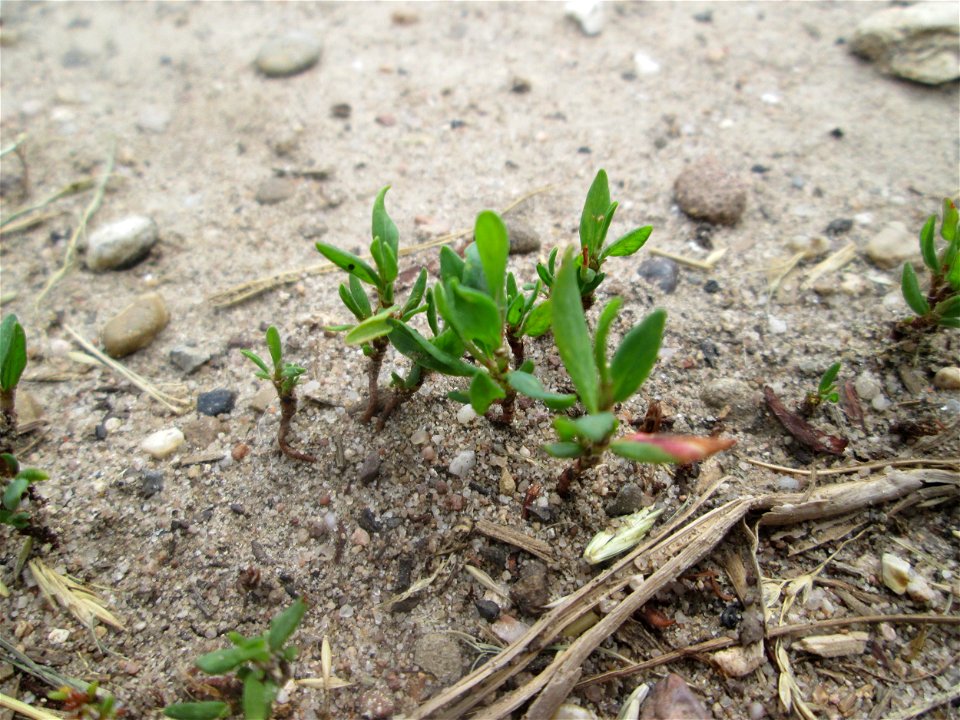 Vogelknöterich (Polygonum aviculare) in Hockenheim