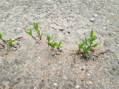 Vogelknöterich (Polygonum aviculare) in Hockenheim