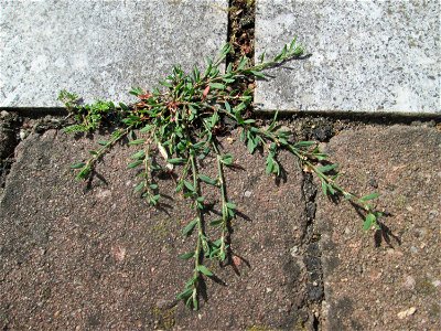 Vogelknöterich (Polygonum aviculare) auf Pflasterstein in Hockenheim