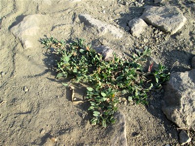 Vogelknöterich (Polygonum aviculare) auf einem Feldweg im Landschaftsschutzgebiet „Hockenheimer Rheinbogen“