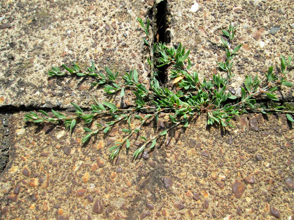 Gleichblättriger Vogelknöterich (Polygonum arenastrum) am Bahnhof Saarbrücken Ost