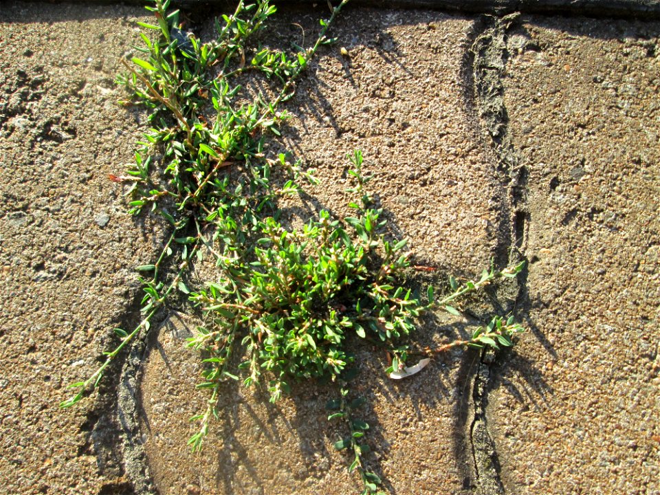 Vogelknöterich (Polygonum aviculare) auf Pflastersteinen am Bahnhof Honburg (Saar)