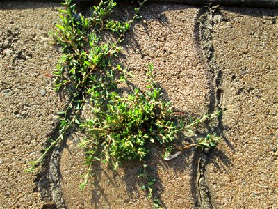 Vogelknöterich (Polygonum aviculare) auf Pflastersteinen am Bahnhof Honburg (Saar)