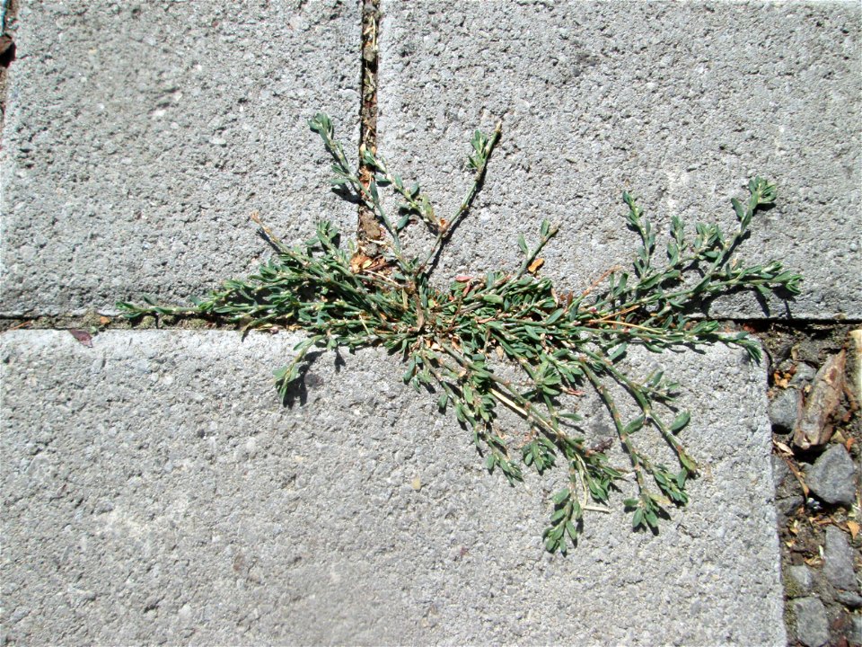 Gleichblättriger Vogelknöterich (Polygonum arenastrum) in Neustadt an der Weinstraße