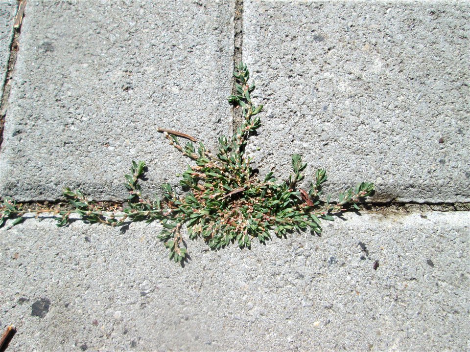 Gleichblättriger Vogelknöterich (Polygonum arenastrum) in Neustadt an der Weinstraße