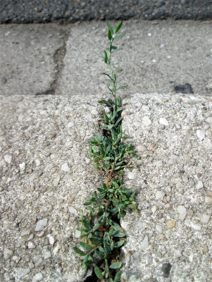 Vogelknöterich (Polygonum aviculare) im Rinnstein in Hockenheim
