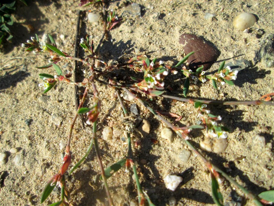 Vogelknöterich (Polygonum aviculare) auf einem Sandplatz in Hockenheim