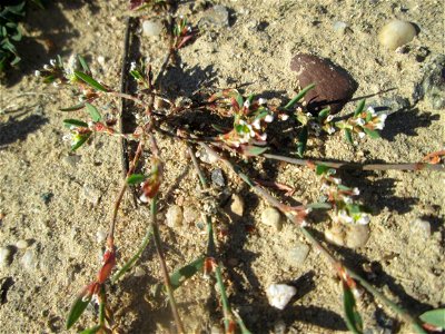 Vogelknöterich (Polygonum aviculare) auf einem Sandplatz in Hockenheim