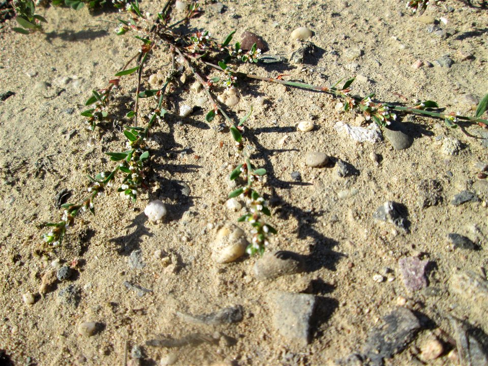 Vogelknöterich (Polygonum aviculare) auf einem Sandplatz in Hockenheim