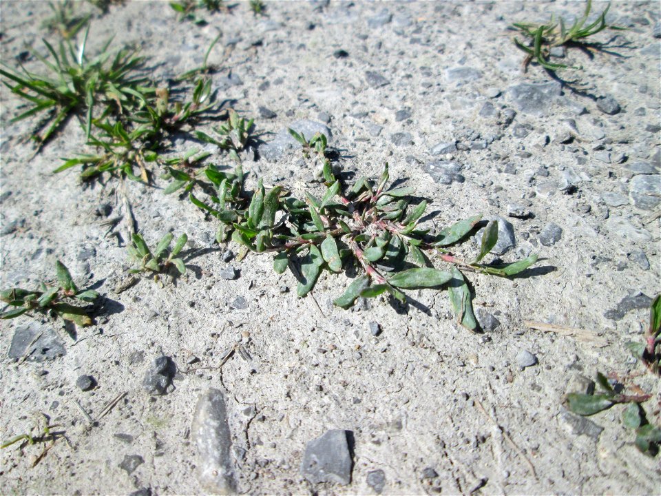 Erster Vogelknöterich (Polygonum aviculare) auf einer Parkplatz-Fläche in Hockenheim