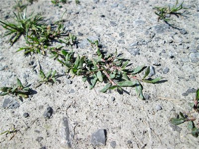 Erster Vogelknöterich (Polygonum aviculare) auf einer Parkplatz-Fläche in Hockenheim