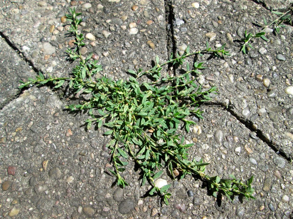 Vogelknöterich (Polygonum aviculare) in Saarbrücken