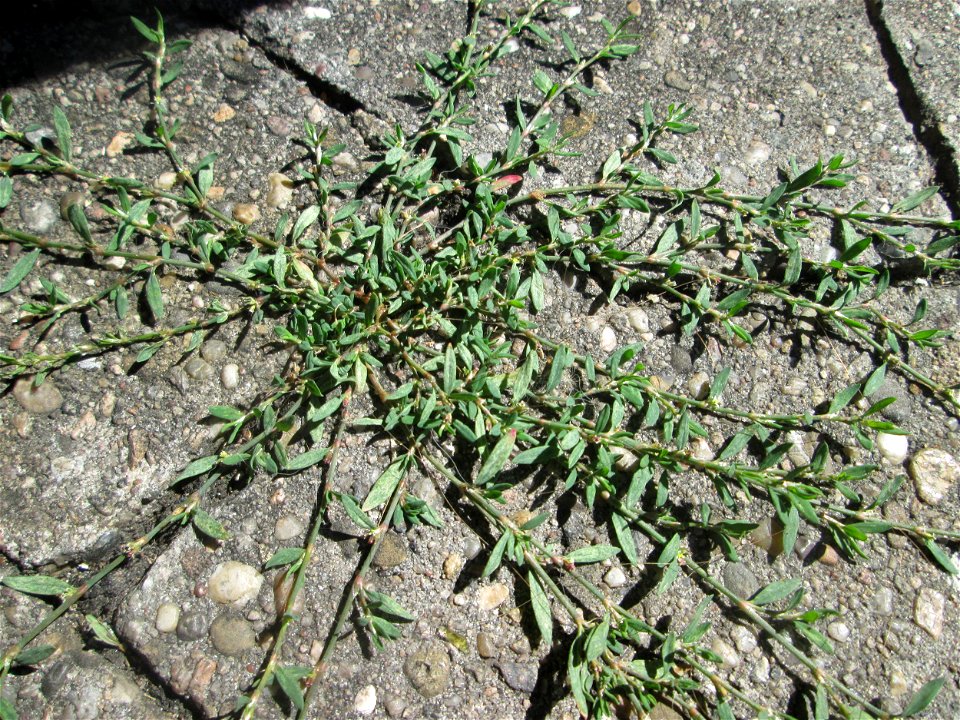 Vogelknöterich (Polygonum aviculare) in Saarbrücken