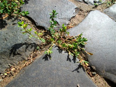 Vogelknöterich (Polygonum aviculare) auf einem Kopfsteinpflaster-Weg in Fechingen