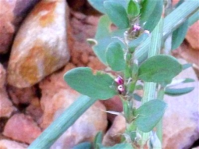 Polygonum aviculare flowers close up, Sierra Madrona, Spain