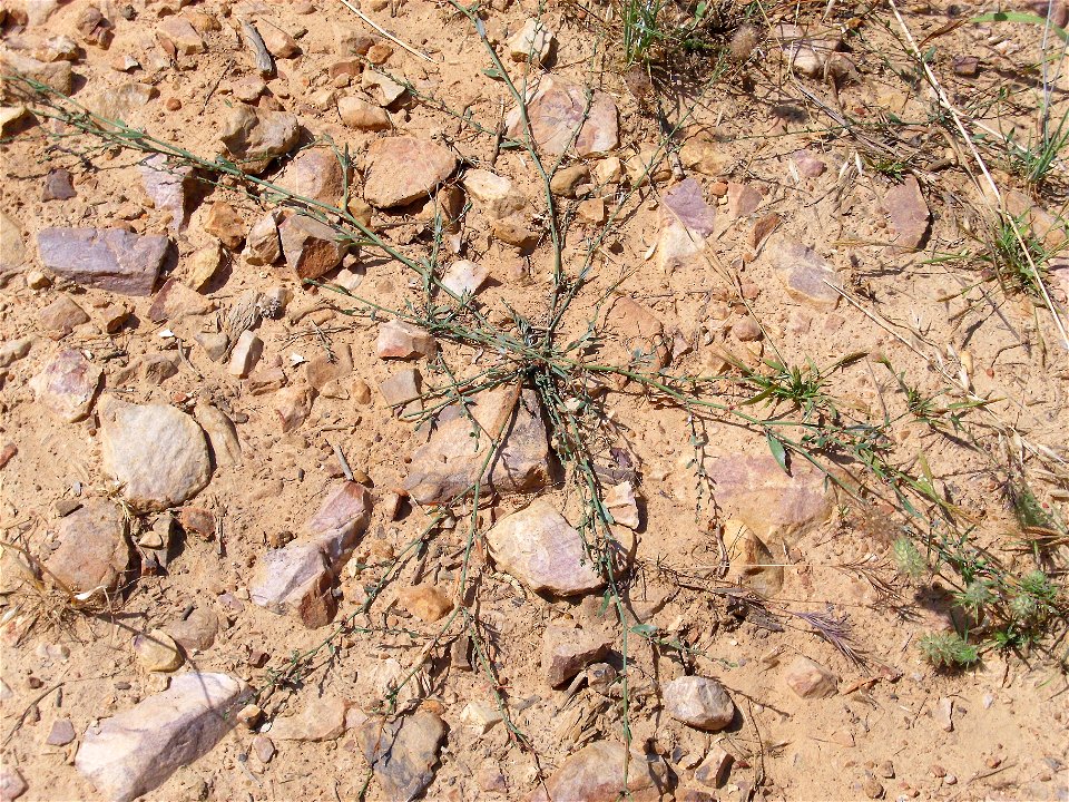 Polygonum aviculare habit, Dehesa Boyal de Puertollano, Spain