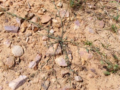 Polygonum aviculare habit, Dehesa Boyal de Puertollano, Spain