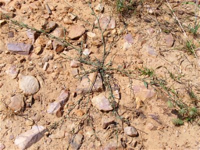 Polygonum aviculare habit, Dehesa Boyal de Puertollano, Spain photo