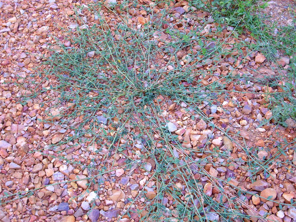 Polygonum aviculare habit, Sierra Madrona, Spain