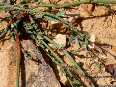 Polygonum aviculare close up, Dehesa Boyal de Puertollano, Spain photo