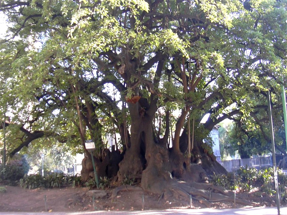 Fotografía de un Phytolacca dioica (Ombú) de la plaza Barrancas de Belgrano, en el barrio Belgrano de Buenos Aires./Picture of a Phytolacca dioica from the Barrancas de Belgrano park in the barrio Bel