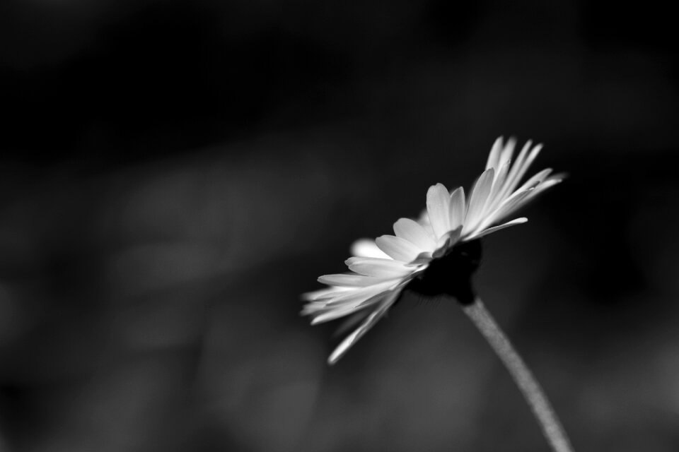 Flower nature bloom