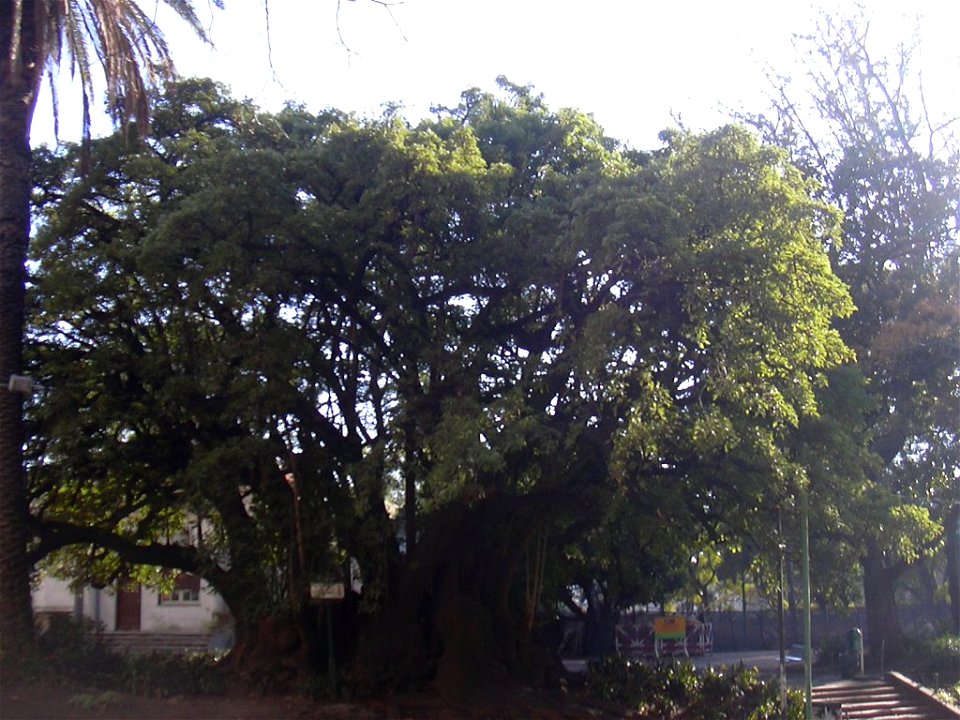 Fotografía de un Phytolacca dioica (Ombú) de la plaza Barrancas de Belgrano, en el barrio Belgrano de Buenos Aires./Picture of a Phytolacca dioica from the Barrancas de Belgrano park in the barrio Bel