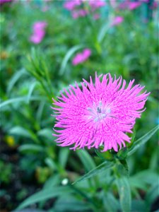 I am the originator of this photo. I hold the copyright. I release it to the public domain. This photo depicts a flower.
