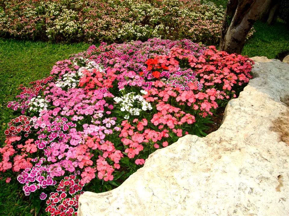 Flower garden found in Tak, Thailand. I don't know what type(s) of flowers in this photo.