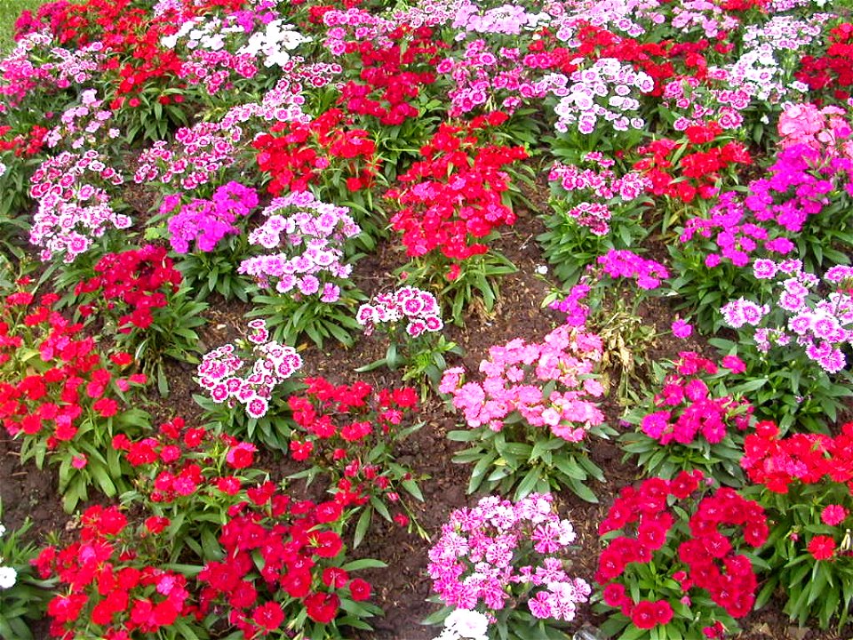 Flower garden sweet william plant (forgotten place in Thailand)