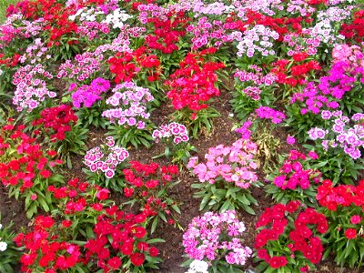 Flower garden sweet william plant (forgotten place in Thailand)