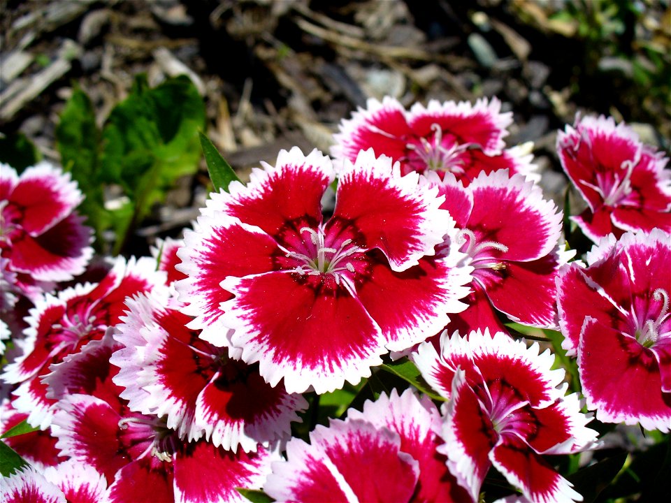 I am the originator of this photo. I hold the copyright. I release it to the public domain. This photo depicts flowers.