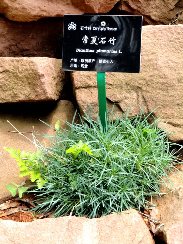 Plant specimen in the Kunming Botanical Garden, Kunming, Yunnan, China.
