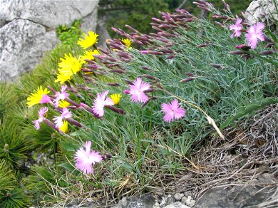 Moedlinger Federnelke (Dianthus plumarius subsp. neilreichii)






 This media shows the natural monument in Lower Austria  with the ID . (commons, de)