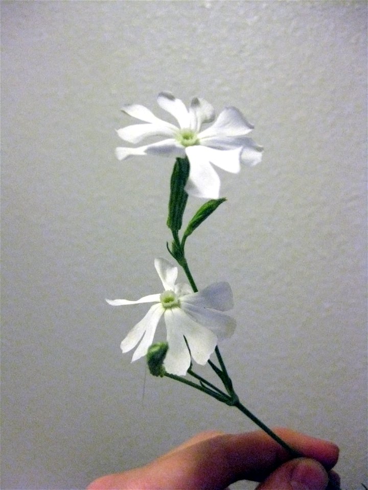 Silene capensis blossoms. The flowers open at night and close during the day. The flowers are very fragrant, smelling something like jasmine, cloves and bananas. This species is native to South Africa