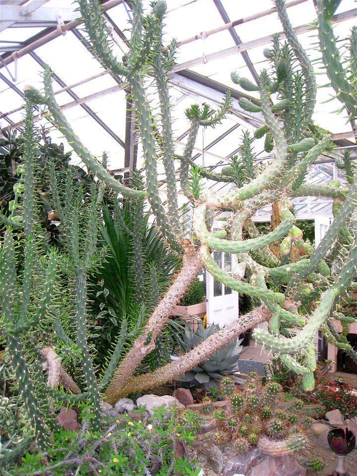 Austrocylindropuntia subulata specimen in the Buffalo and Erie Country Botanical Gardens, Buffalo, New York, USA.