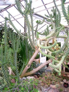 Austrocylindropuntia subulata specimen in the Buffalo and Erie Country Botanical Gardens, Buffalo, New York, USA.