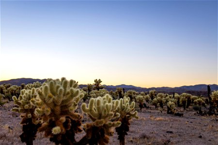 NPS / Emily Hassell

Alt text: A field of spiky green and brown teddybear cholla (Cylindropuntia bigelovii) at Cholla Cactus Garden contrast the warm hues of a setting sun in the distance.